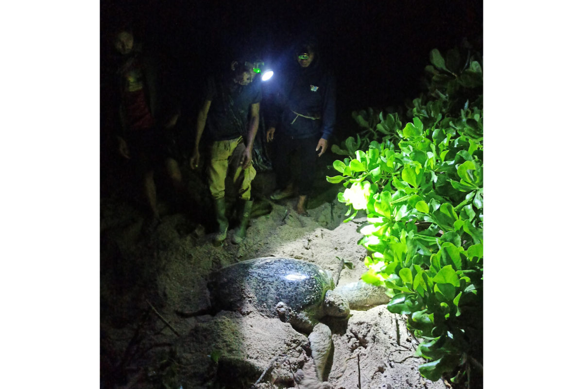 Hunters waited in vain for more than an hour for this turtle to lay eggs on West Sumbawa’s Mawil Beach.