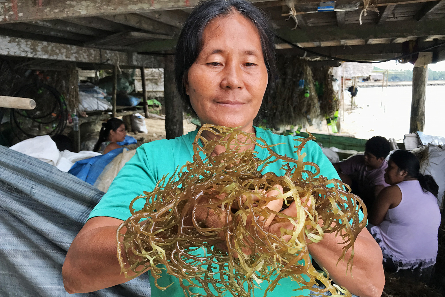 Farmer Melinda Gimotea holds seaweeds infected with ice-ice disease