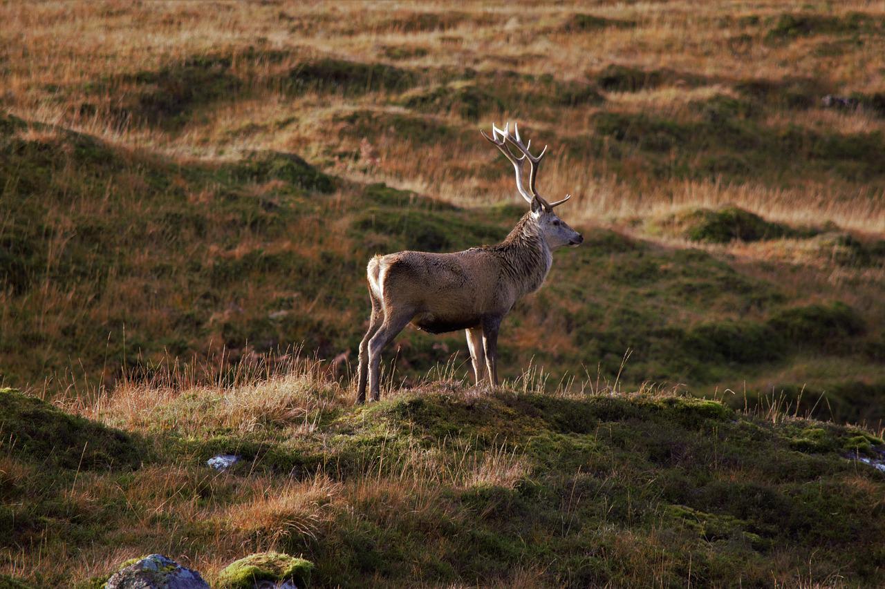 A deer in the Scottish Highlands