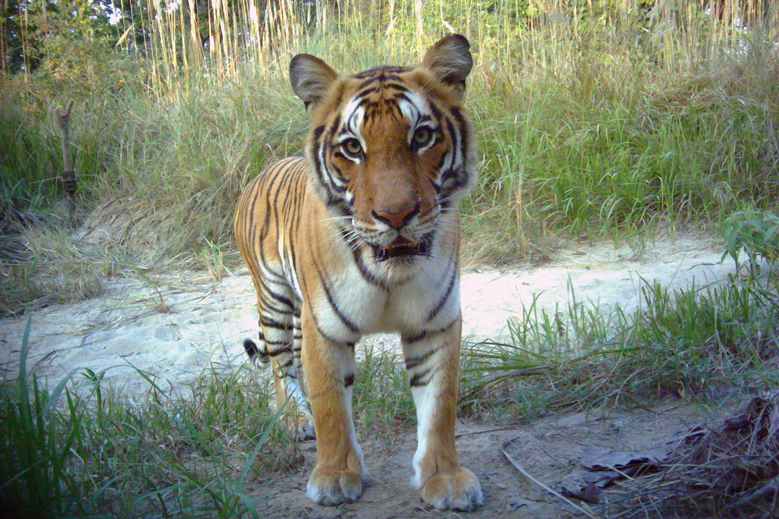 Tiger in Nepal. Photo credit: DNPWC/NTNC/Panthera/WWF/ZSL