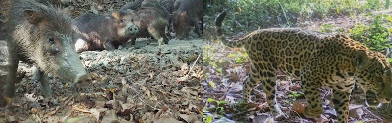 White-lipped peccary (left) and jaguar (right), two species associated with healthy and wild rainforest ecosystems, captured on camera traps on the Osa Peninsula, outside of Corcovado National Park. Images courtesy of Osa Conservation.