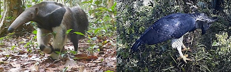 Camera traps images of two lost species of Costa Rica – the giant anteater (left) and the harpy eagle (right) – photos captured in the Peruvian Amazon.