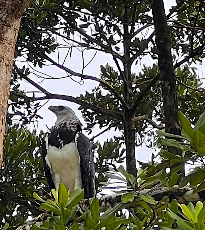 The recently recorded (July 2022) harpy eagle in Boca Tapada, northern Costa Rica. Photo courtesy of Henry Antonio Solis Loria.