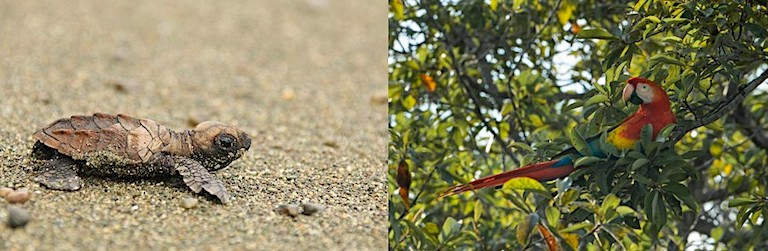 Sea turtles and scarlet macaws, whose populations have shown recovery in Costa Rica due to the concerted, proactive hands-on efforts of rehabilitation and rewilding. Photos courtesy of Eleanor Flatt and Andrew Whitworth.