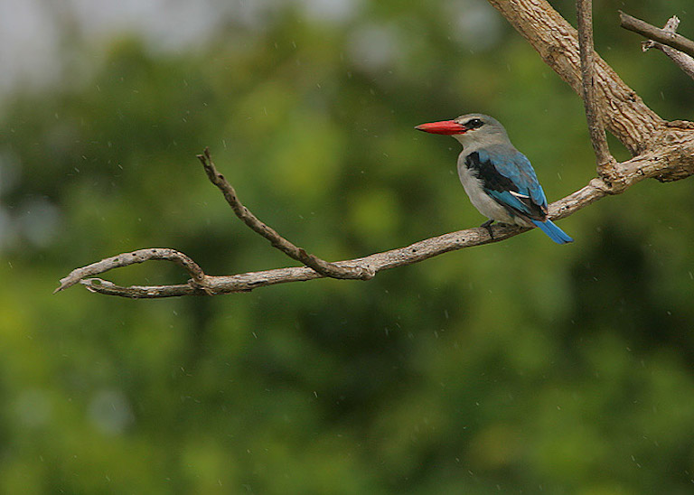 Mangroves provide habitat for innumerable species, such as this mangrove kingfisher (Halcyon senegaloides). Image by Steve Garvie via Wikimedia Commons (CC BY-SA 2.0).