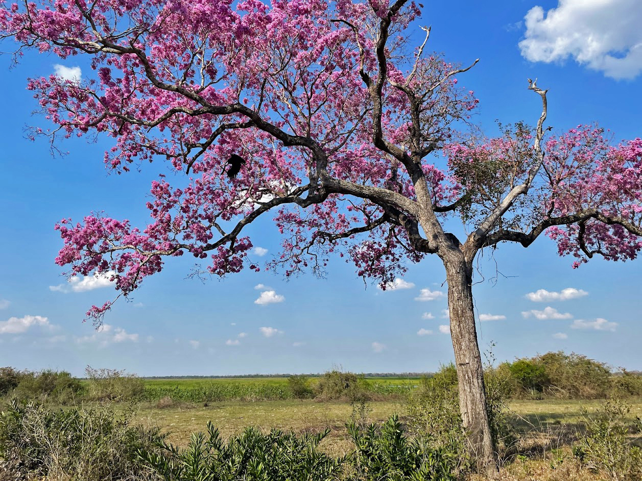 A tree in Pantanal.