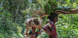 Woman carrying wood in Yangambi - DRC.