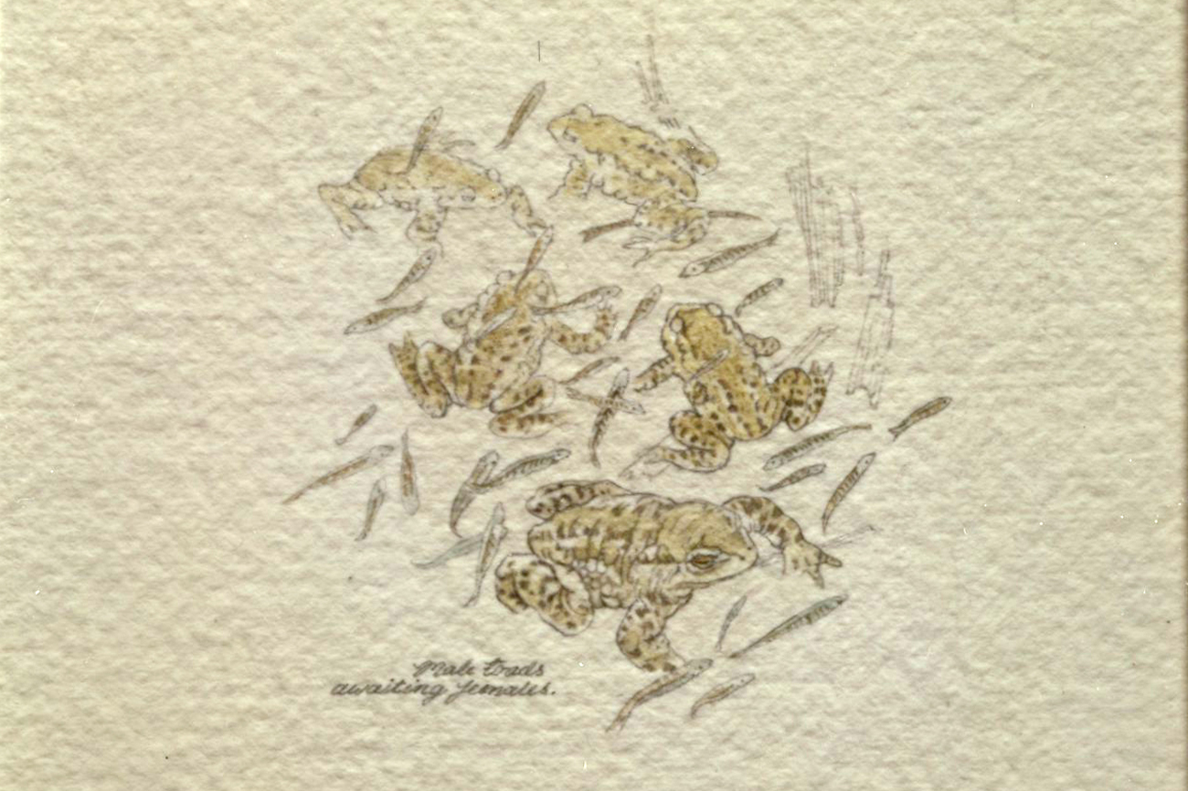 Watercolor drawing from Janet Marsh’s Nature Diary