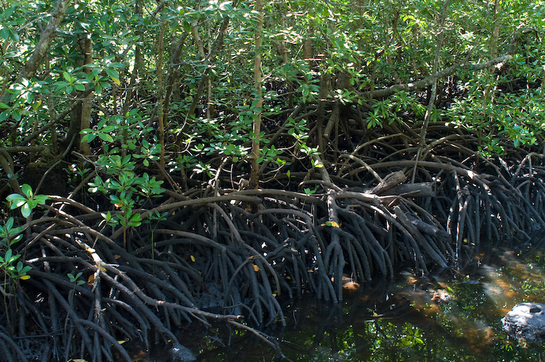 Mangrove forest in Zanzibar, Tanzania.Image by Fanny Schertzer via Wikimedia Commons (CC BY-SA 2.0).