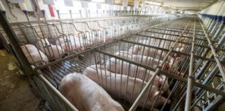 Consumers can improve farm animal welfare standards on World Farm Animals Day Consumers can improve farm animal welfare standards on World Farm Animals Day