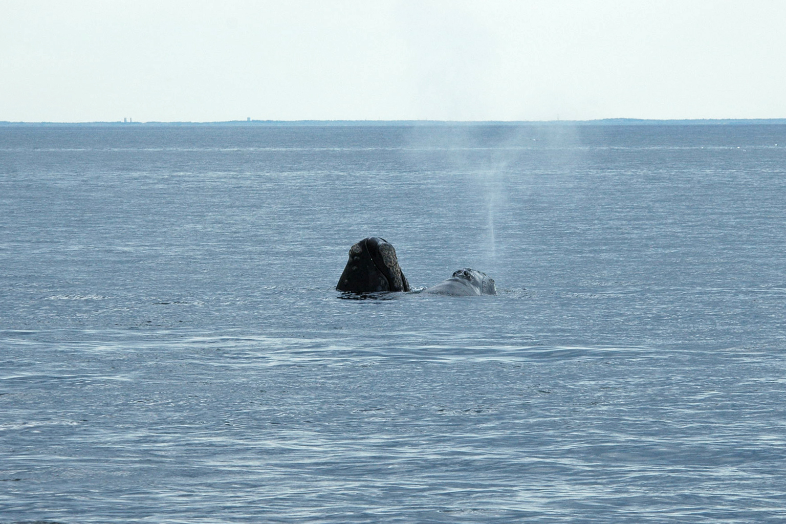 Right whales in Cape Cod Bay. 