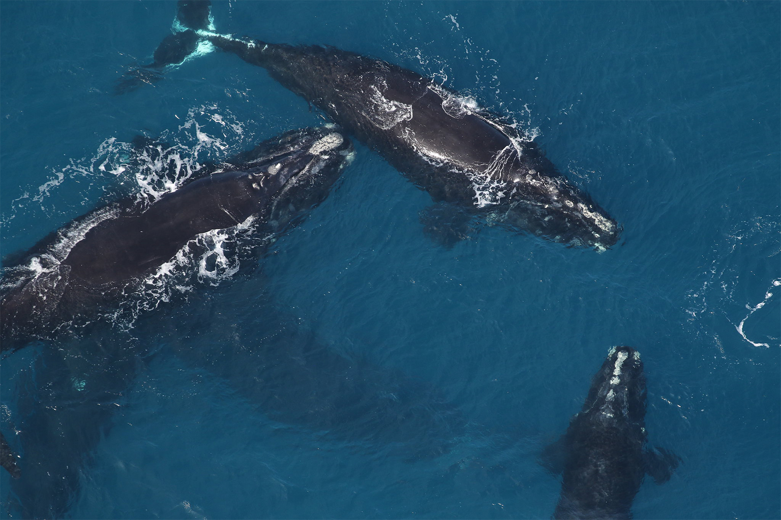 A right whale social group.