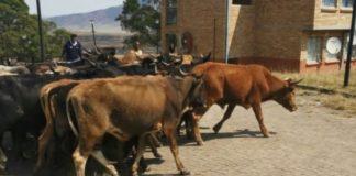 19 Stolen cattle recovered, KatKop. Photo: SAPS