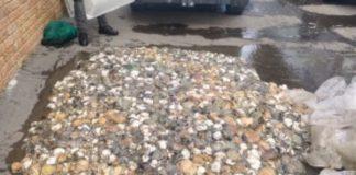 4 Arrested with R600k worth of abalone and lobsters, Grabouw. Photo: SAPS