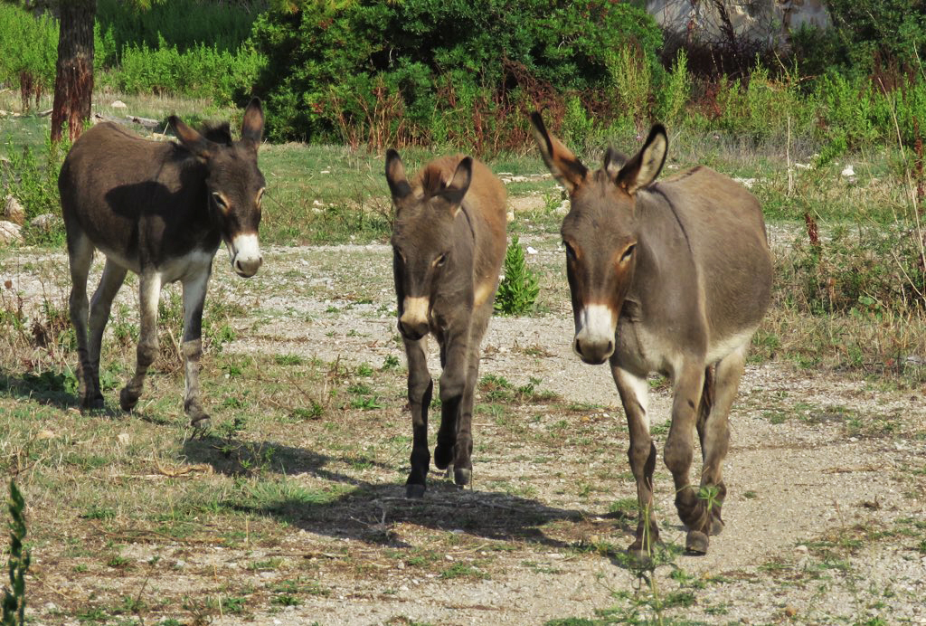 Donkeys in Africa