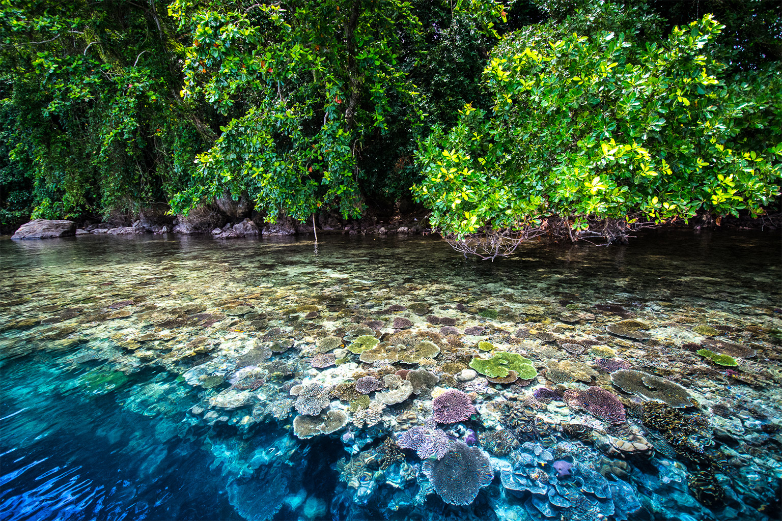 Mangroves and coral