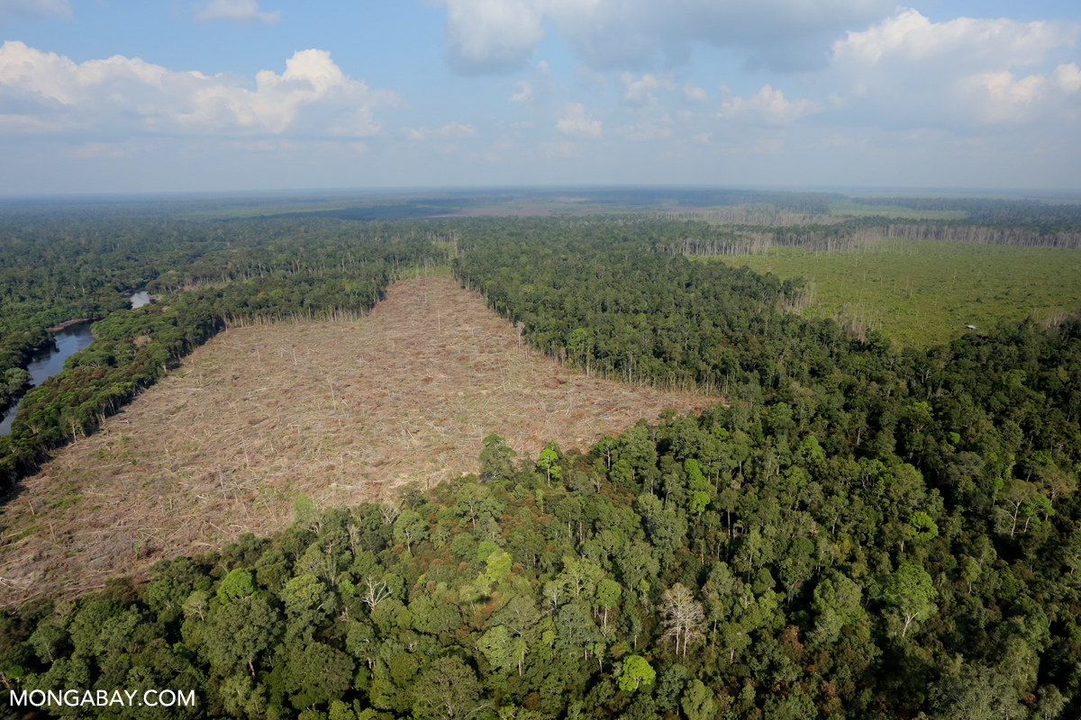 Deforestation for palm oil production in Sumatra, Indonesia. Photo by Rhett A. Butler.