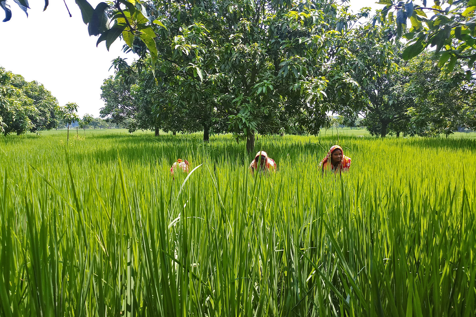 Farmers in a paddy field.