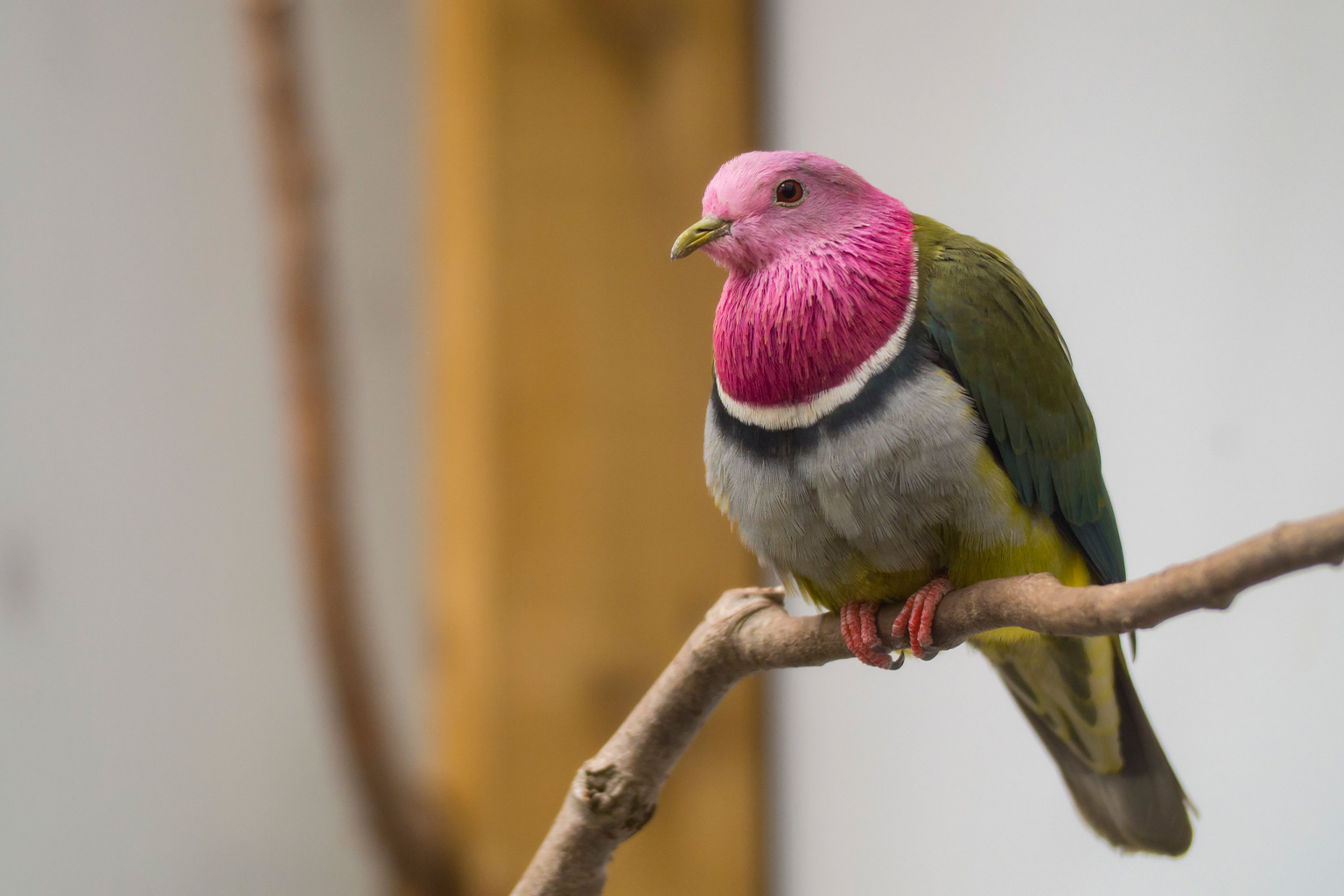 The pink-headed fruit dove