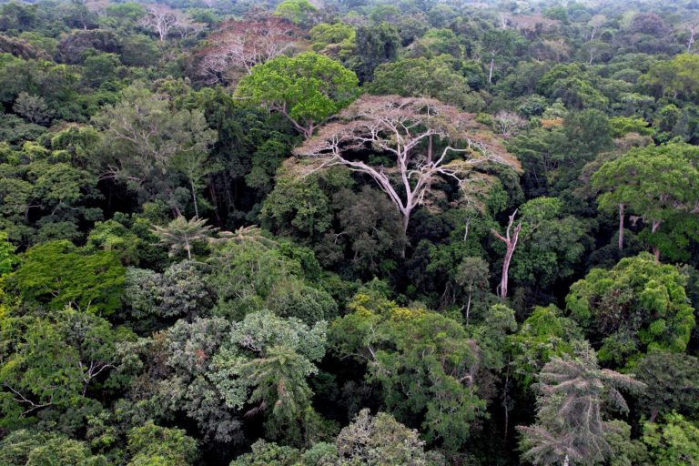 Intact tropical forests contain huge amounts of carbon. Image by Rhett Butler for Mongabay.