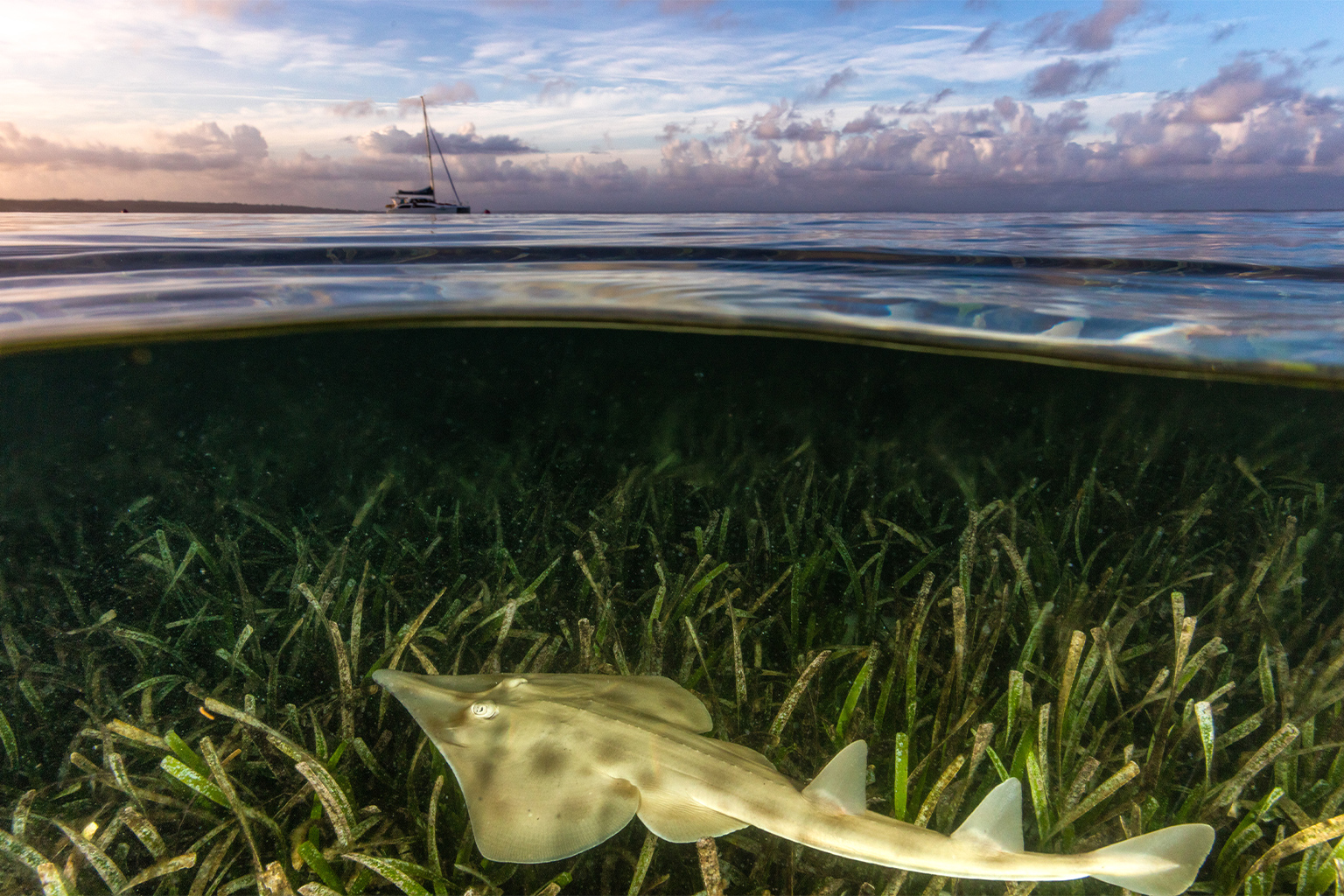 A ray amidst seagrass.