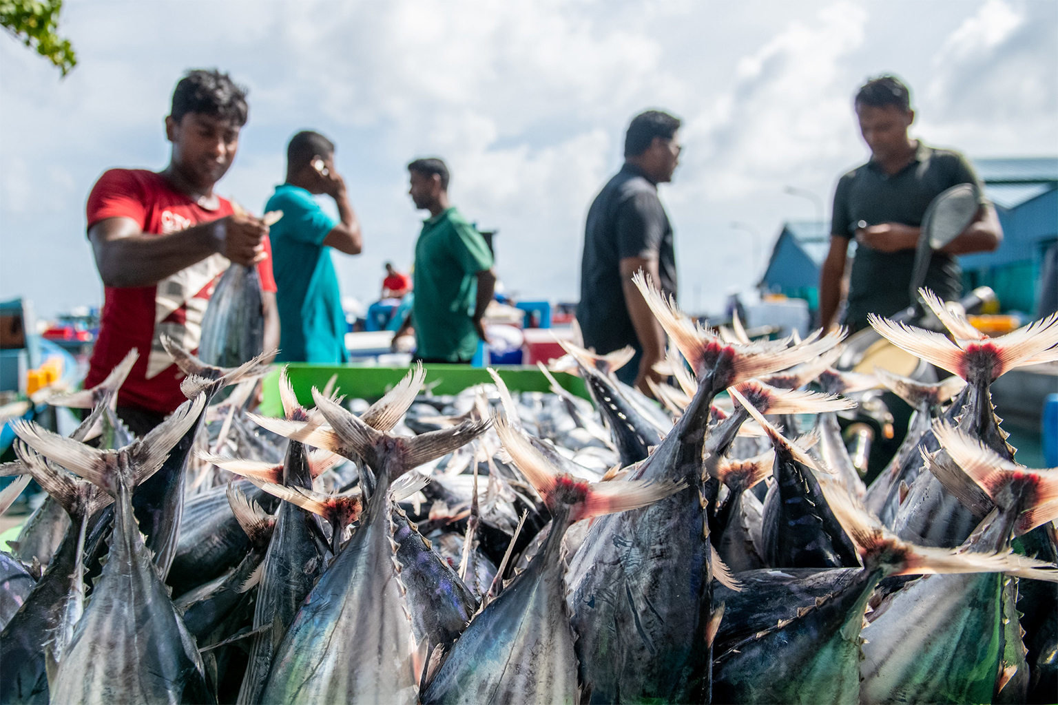 Maldivian fishers sort their catch.