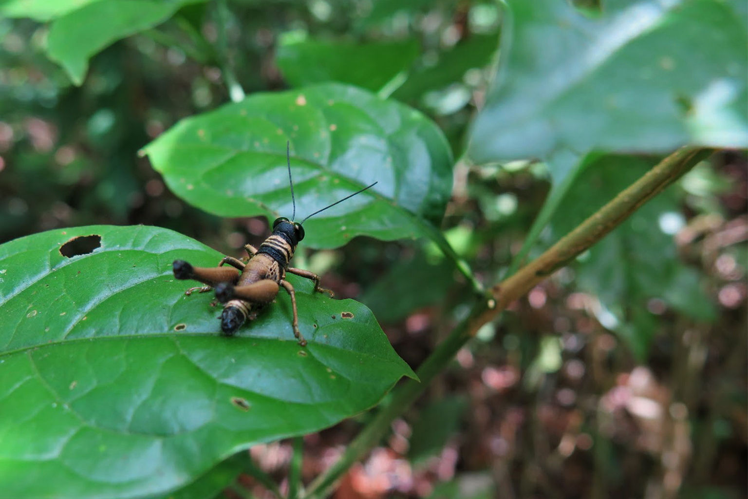 Unidentified insect in the Santarém region