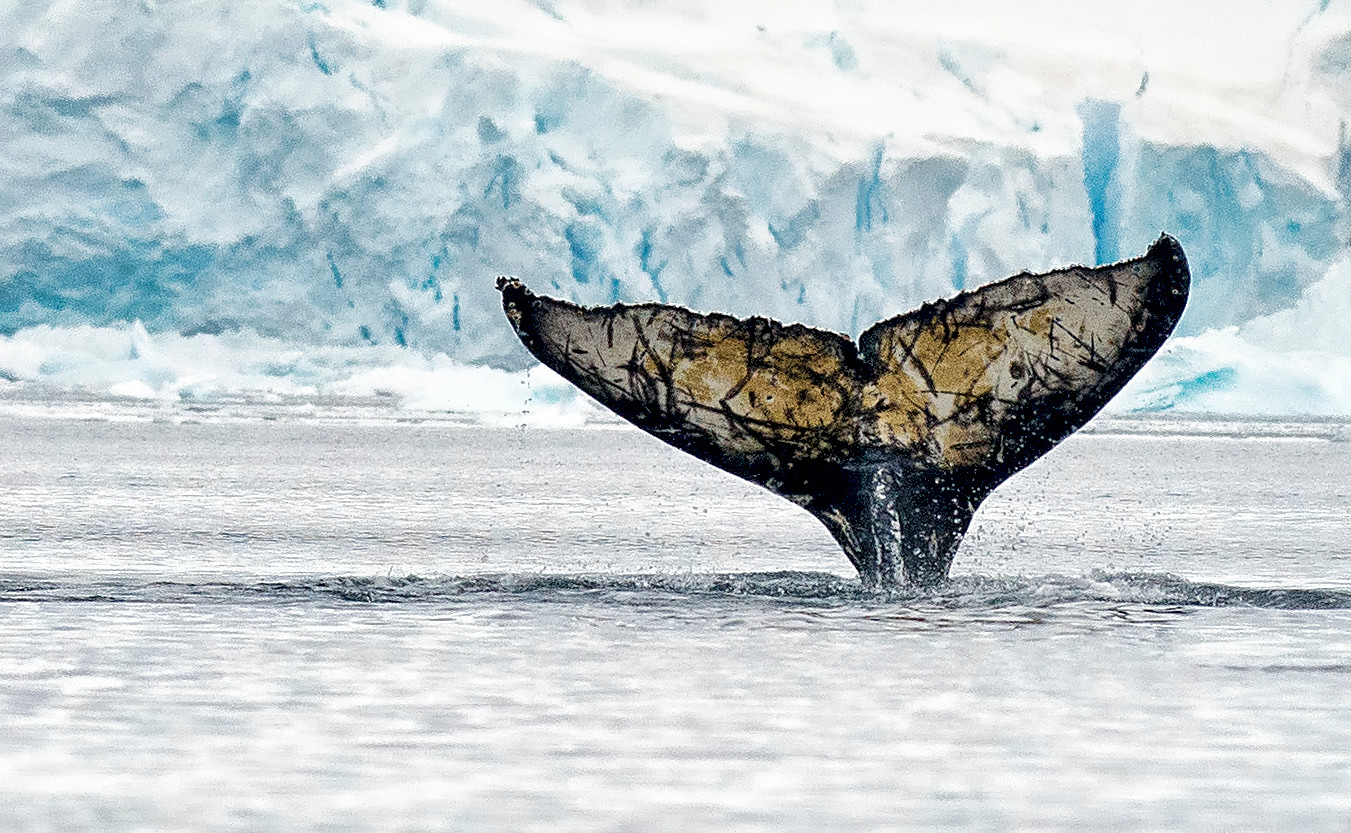 A humpback whale fluke.