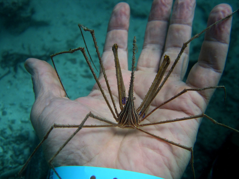 The labyrinthine underwater roots of Haiti's mangrove forests provide important habitat for many species, including yellowline arrow crabs (Stenorhynchus seticornis). Image by dchrisoh via Flickr (CC BY-NC-ND 2.0).