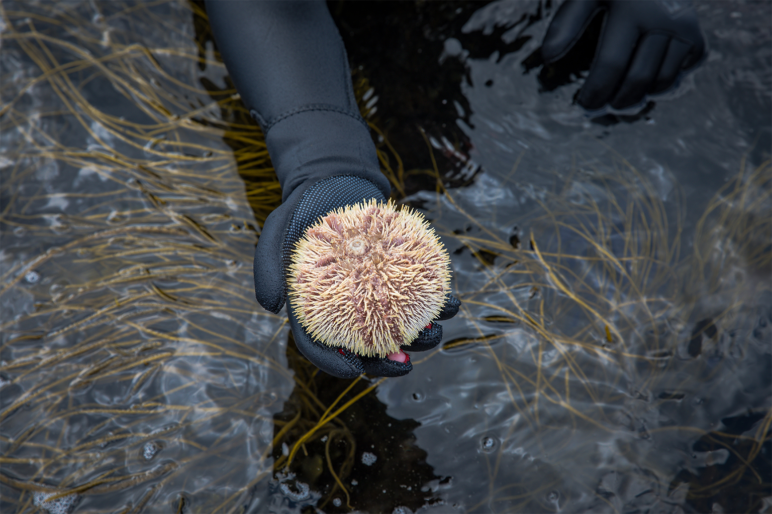 A sea urchin.