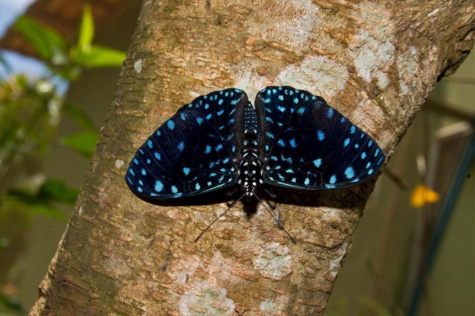 A Hamadryas laodamia butterfly