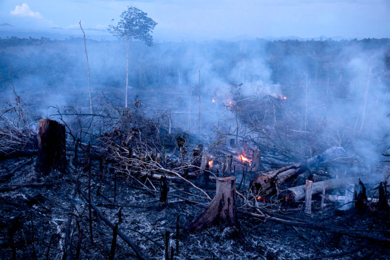 Rainforest being burned in Aceh, Sumatra, to make way for oil palm plantations. Image © Steve Winter.