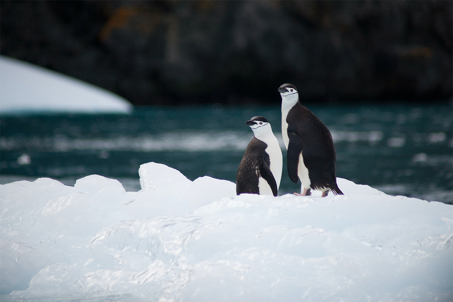 A pair of chinstrap penguins.