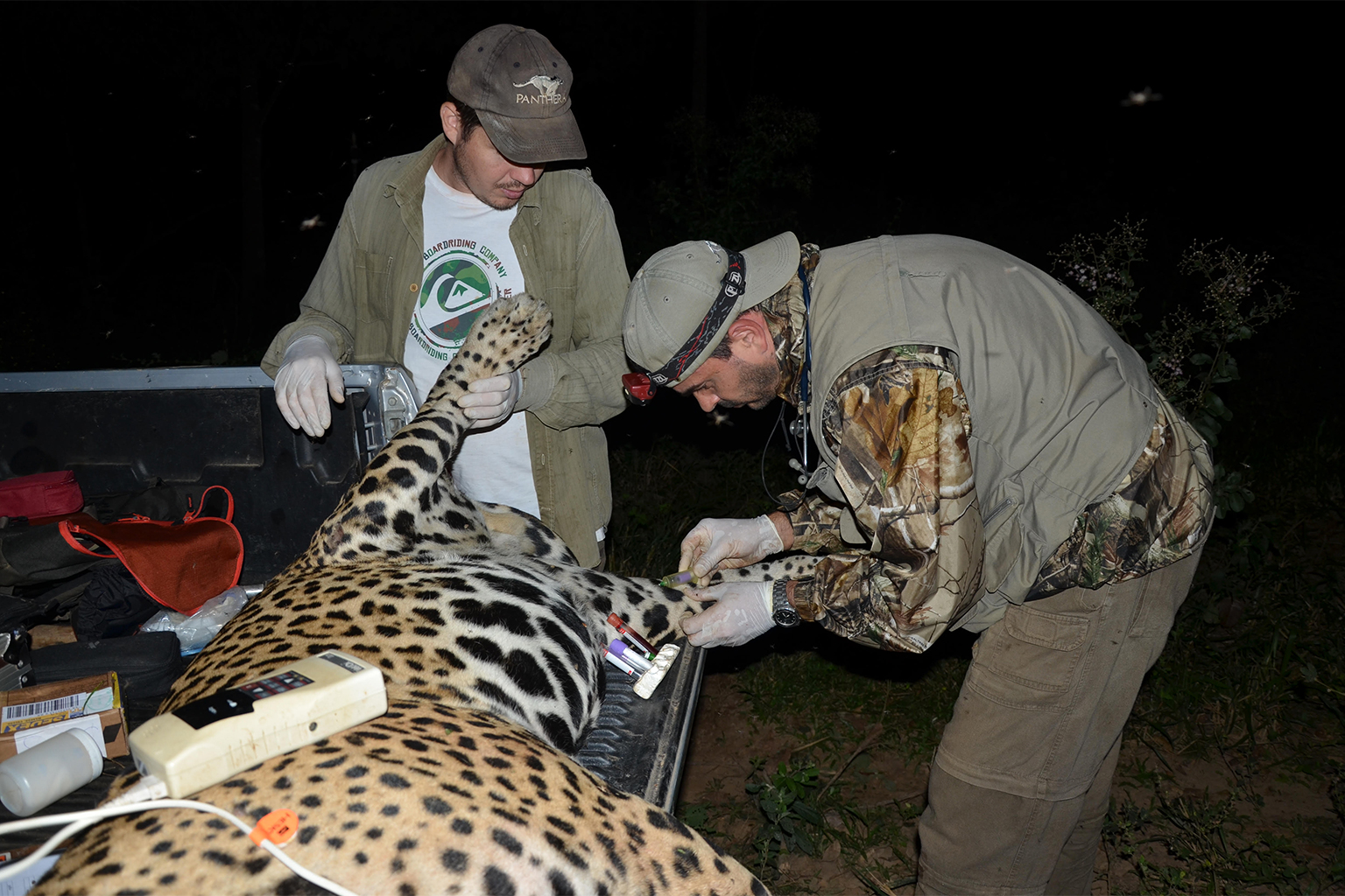 Researchers taking samples from a jaguar.