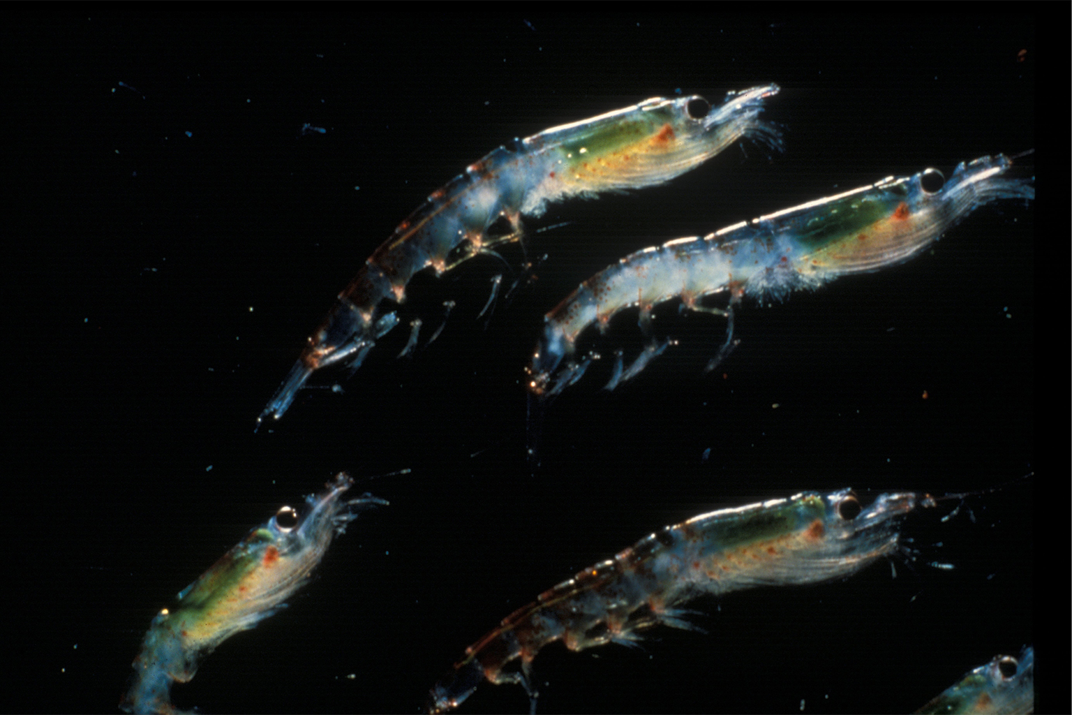 Antarctic krill.