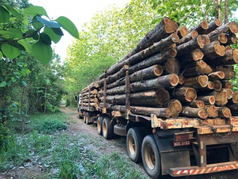 Teak trees were harvested in the project area.