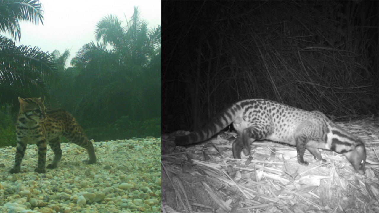 Camera trap images of cats.