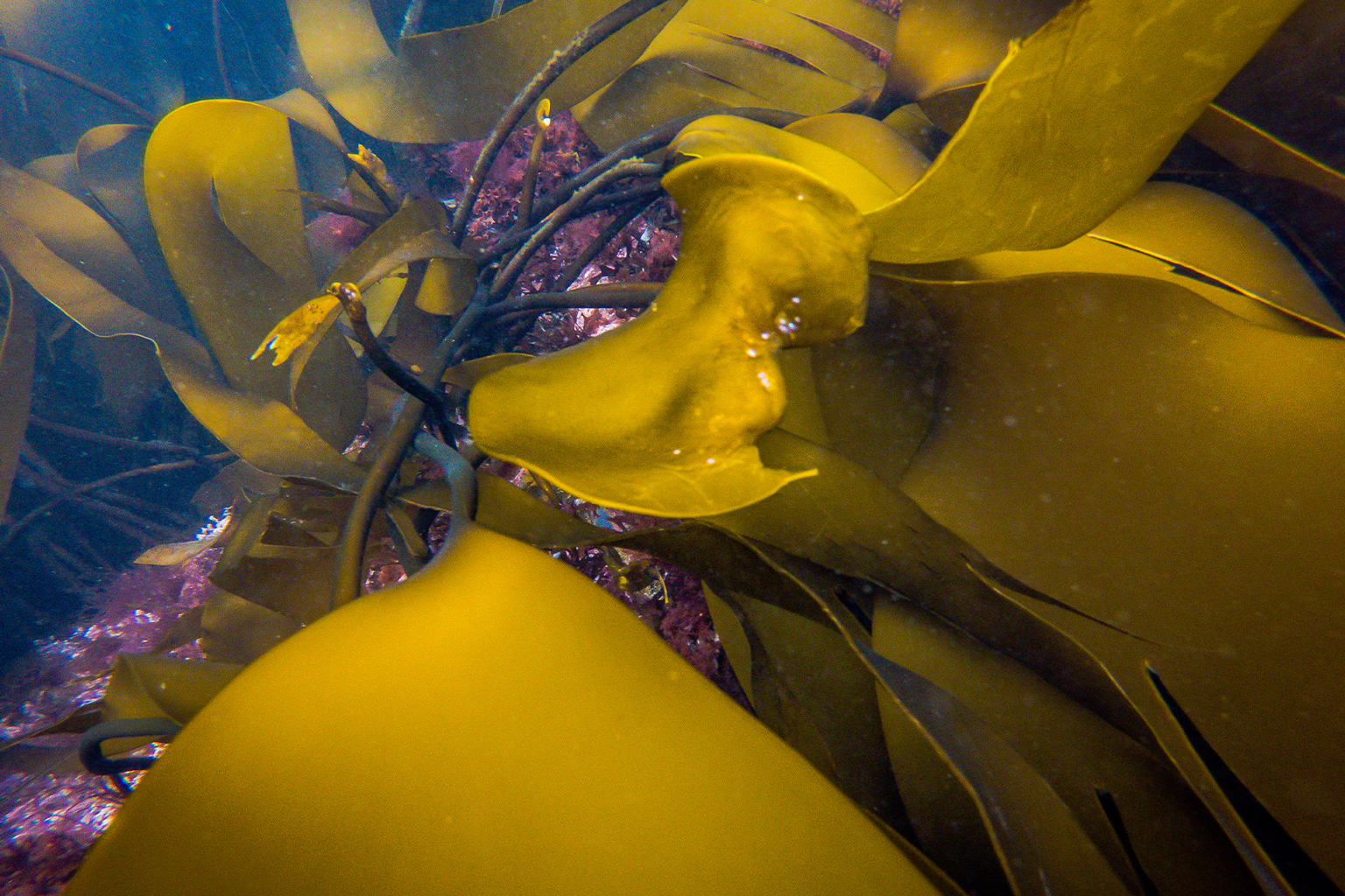 Giant wild kelp under water.