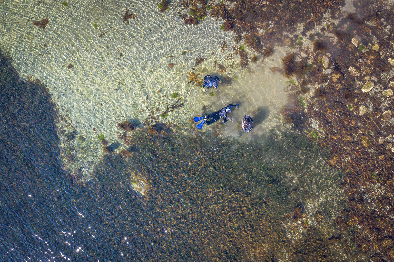 Drone image of snorkelers at the edge of a kelp forest.
