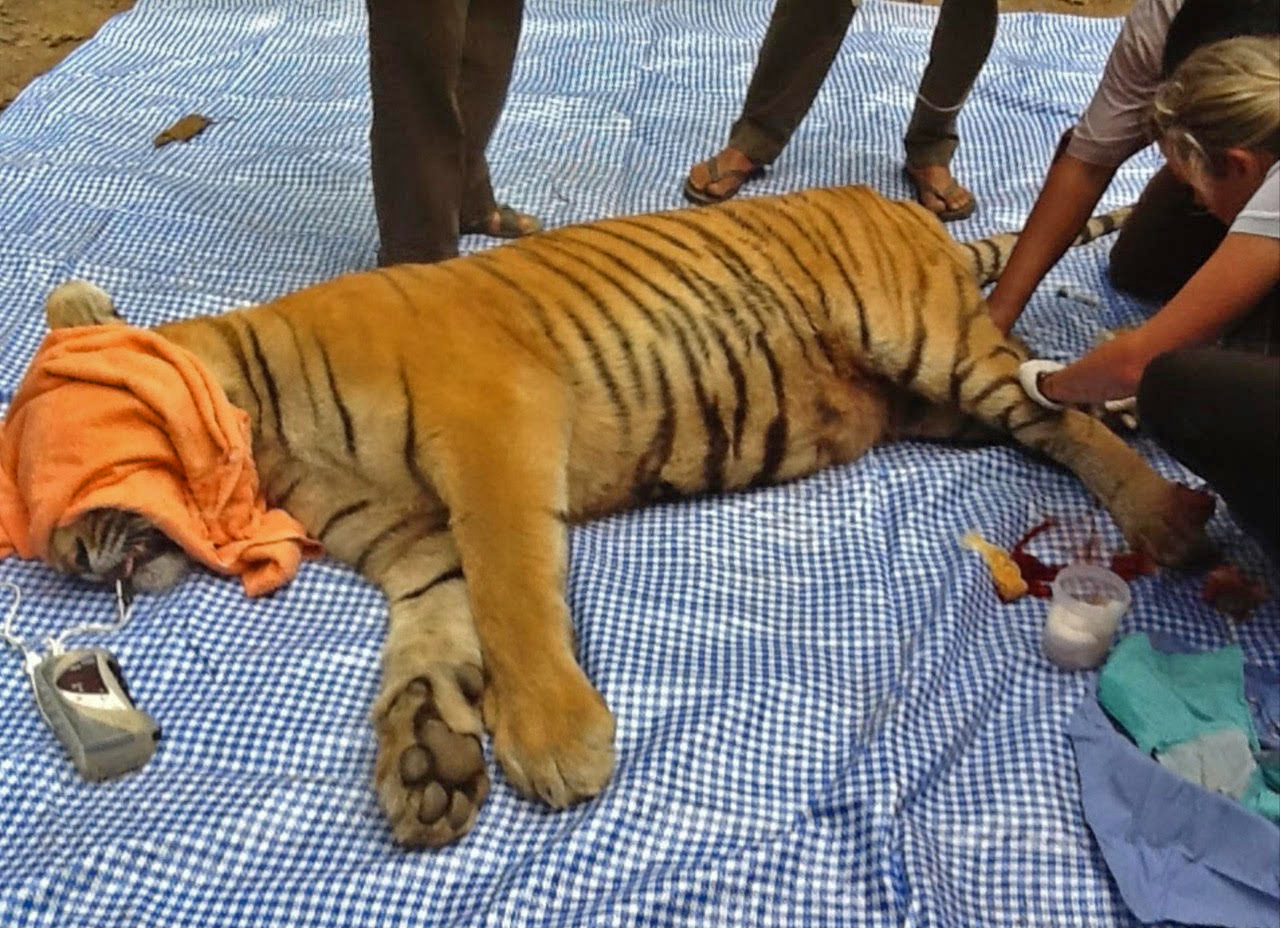 A tiger being examined.