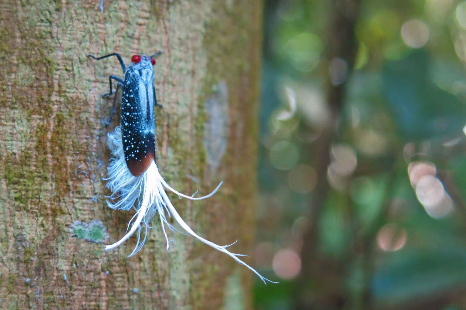 a wax-tailed planthopper