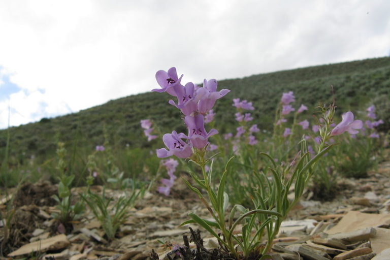 White River beardtongue (Penstemon scariosus var. albifluvis) is found only in the Uinta basin in Utah and Colorado. Image by Jessi Brunson for U.S. Fish and Wildlife Service.