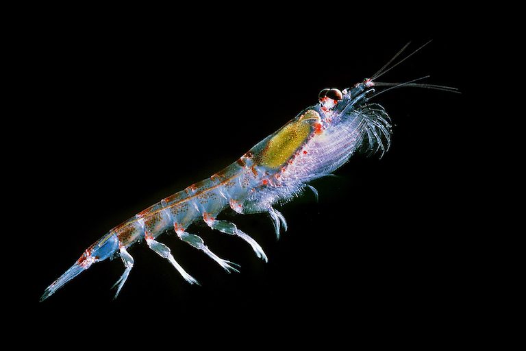 Antarctic krill (Euphausia superba). Photo by Uwe Kils via Wikimedia Commons.