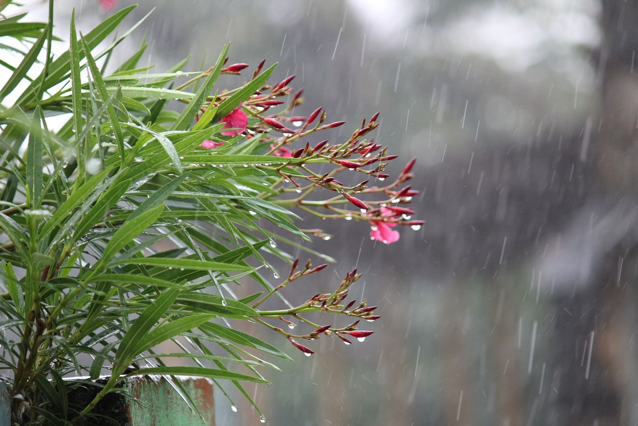 A plant in the rain.