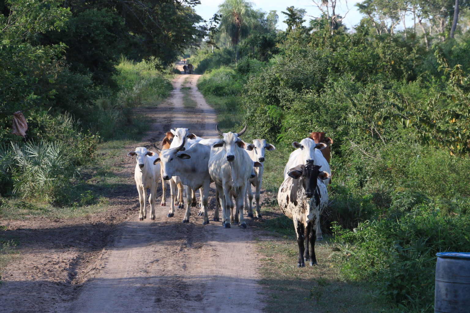 A small herd of cattle near the entrance to the area that is adjacent to the municipality of El Carmen Rivero Tórrez. Image by Fernando Portugal.