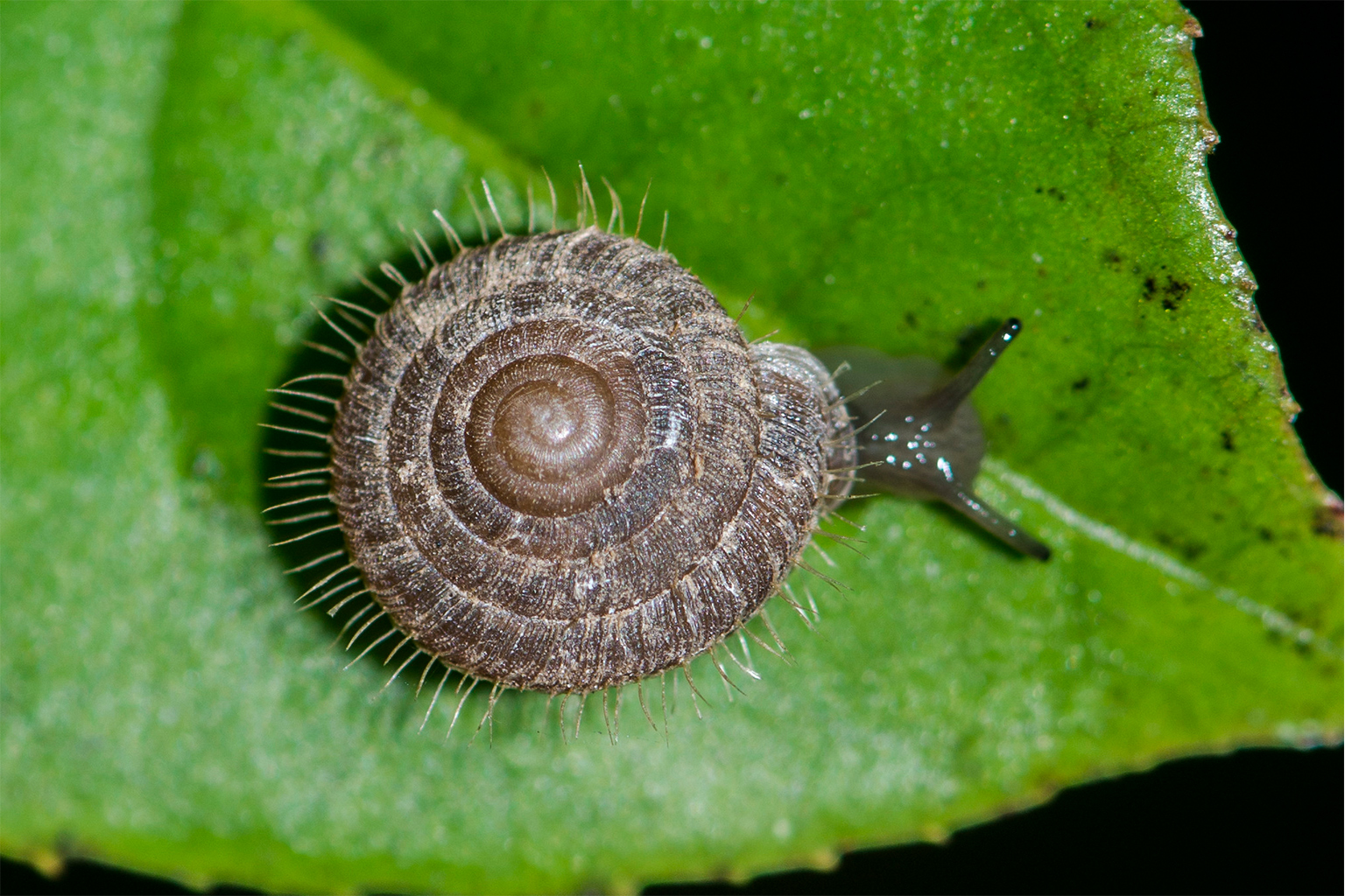 An Endothyrella snail.
