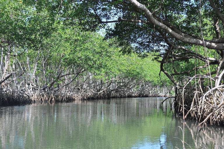 Mangrove trees are able to survive in water by "breathing" through roots that stick up out of the water. Image by Starus via Wikimedia Commons (CC BY-SA 3.0).