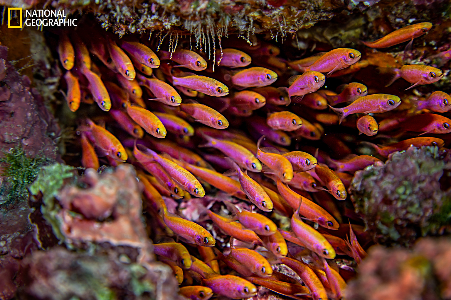 A school of small reef fish