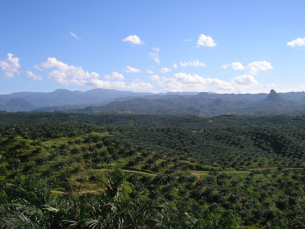 View of palm oil plantation in Cigudeg