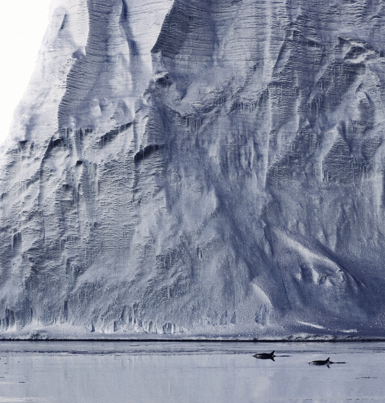 Orcas swim by an iceberg in the Southern Ocean. Image courtesy of John Weller.